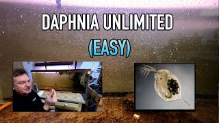 How I Raise Daphnia Water Fleas And You Can Too [upl. by Chenay]