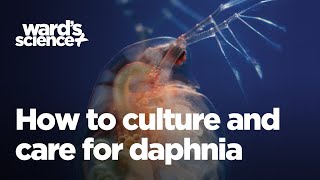 Caring and Culturing for Daphnia [upl. by Doloritas252]