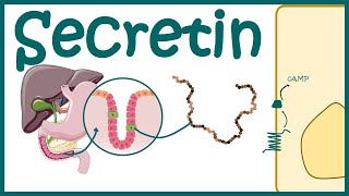 Secretin  Productiondiscovery and mode of action [upl. by Malissia]