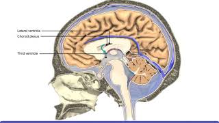 Detailed Animation on Circulation of CSF [upl. by Shieh]