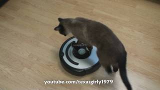 Cat shows HOW TO use iRobot Roomba Vacuum [upl. by Shiau]