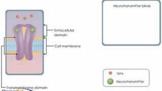 Ion Channel Coupled Receptors [upl. by Aytida]