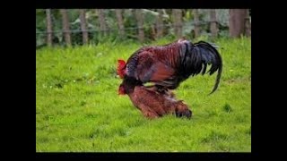 Rooster Group Mating With Chicken  Hen [upl. by Kamila]