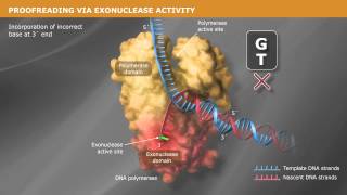 DNA Replication with a Proofreading Polymerase [upl. by Bil600]