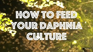 How To Feed Your Daphnia Culture [upl. by Phyllys]