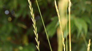 QUACKGRASS Elymus repens [upl. by Attebasile]