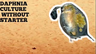 HOW TO CULTURE DAPHNIA NATURALLY WITHOUT A STARTER [upl. by Kling462]