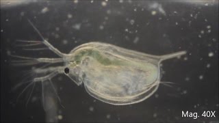 Daphnia magna under the Microscope [upl. by Grantley]