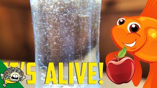 How to culture Vinegar Eels The EASY Way Live Fish Food [upl. by Hanforrd319]