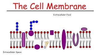 The Cell Membrane [upl. by Armilla34]