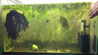 Scuds Daphnia Cherry Shrimp Copepods My aquatic food culture [upl. by Liddle]