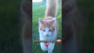 mi gatito 💔 [upl. by Sualakcin]