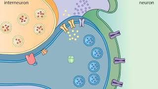 Sensitization in Aplysia [upl. by Quartis545]