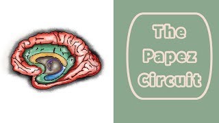 The Papez Circuit [upl. by Antons]