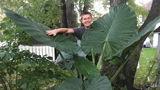 The Secret to Growing Alocasia  The Barefooted Gardener [upl. by Settle]