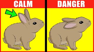 Rabbit Body Language Explained [upl. by Gentilis103]