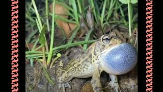 singing frog [upl. by Zebulen74]