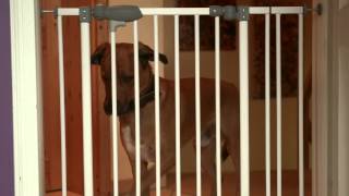 Convivenza tra cane e gatto  Maxi Zoo [upl. by Novets]