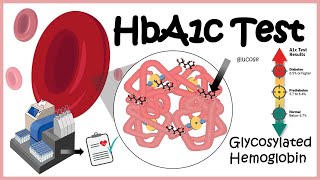 HbA1c Test  Glycosylation of haemoglobin  Diabetes [upl. by Yerhcaz]