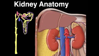 Kidney anatomy [upl. by Eixela]