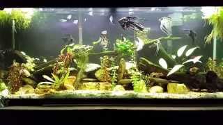 Tannins And Their Effect On Your Aquarium [upl. by Ariana]