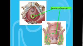 Fecal Incontinence  therapy [upl. by Zaccaria]