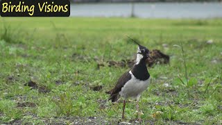 Lapwing plover  Birds of Norway [upl. by Idona]