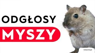 Odgłosy myszy [upl. by Ferrel612]