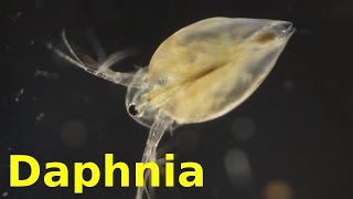 Daphnia [upl. by Arlene]