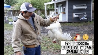 How To Butcher ChickenFrom Start To Finish [upl. by Garett]