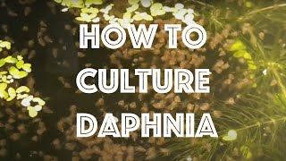 How To Culture Daphnia Magna [upl. by Alica251]