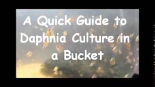 How to culture daphnia outside [upl. by Balliett]