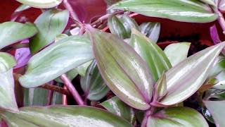 A Closer Look at TRADESCANTIA ZEBRINA  Spiderwort Wandering Jew [upl. by Julius519]