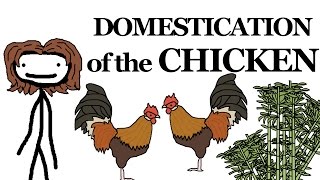 Why the Chicken Got Domesticated [upl. by Kaete]