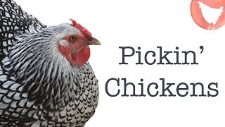 Choosing Chicken Breeds [upl. by Sager26]