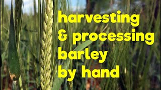 Harvesting amp processing Barley by hand [upl. by Rainer]