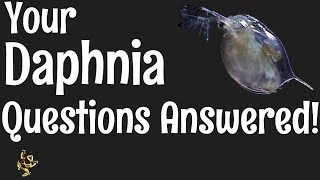 Daphnia Questions Answered [upl. by Telford]