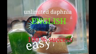 daphnia moina culture Easy way Unlimited production English  with sub Green water Chlorella [upl. by Anuhsal68]