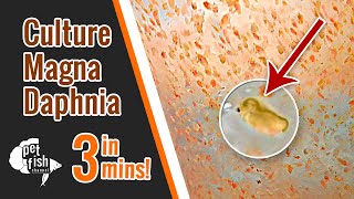 How to culture DAPHNIA MAGNA  The easy way [upl. by Yssis]