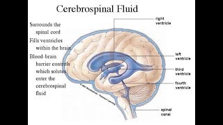 CSF Examination Part 1 [upl. by Ycnalc]
