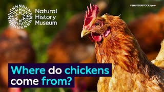 Where do chickens come from  Surprising Science [upl. by Xela563]