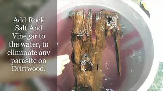 How To Prepare DriftWood For Your Aquarium [upl. by Burwell]