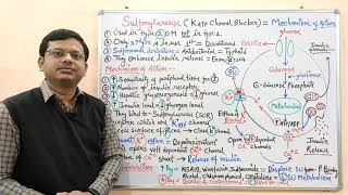 Diabetes Mellitus Part10 Mechanism of Action of Sulfonylurease  Antidiabetic Drugs  Diabetes [upl. by Amyas]