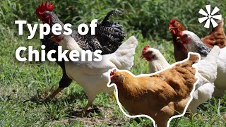 5 Types of Chickens You Should Know About 🐓 [upl. by Erastatus]