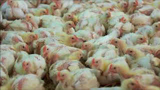 Chicken meat production BBC Countryfile [upl. by Ellenwad]