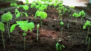 How to grow a forest in your backyard  Shubhendu Sharma [upl. by Yacano]