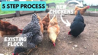 Introduce New Chickens to Your Flock  5 EASY STEPS [upl. by Launcelot]