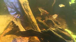 How to get driftwood tannins out of water [upl. by Llenoj]