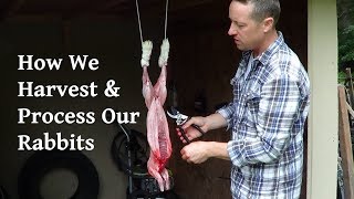 How We Harvest and Process Our Rabbits [upl. by Neiman]