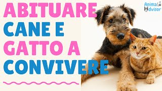 COME ABITUARE CANE E GATTO A CONVIVERE [upl. by Roselani]